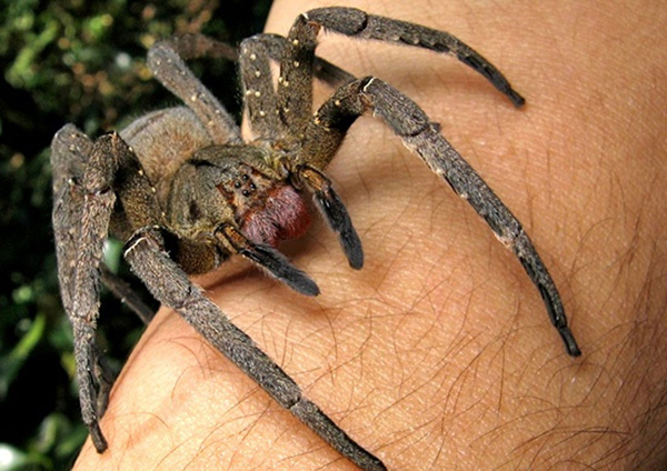 Βραζιλιάνικη περιπλανώμενη αράχνη