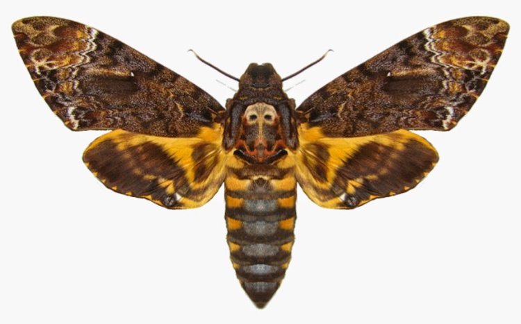 Lammens tystnad Moth ACHERONTIA LACHESIS