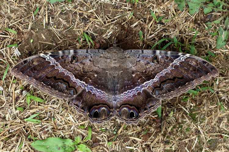 Moth Ascalapha odorata Brasilien