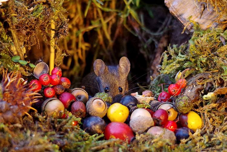 söt mus som gömmer sig mellan bär och ekollon på hösten