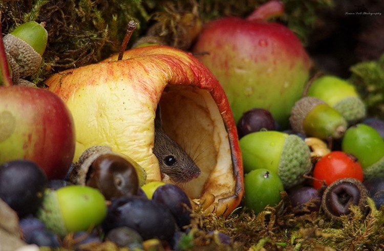 liten mus gömd i ett äpple