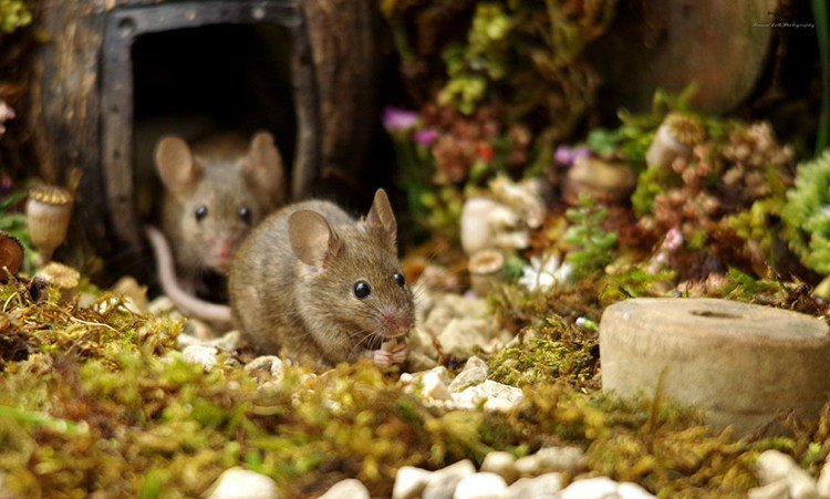 Möss i trädgården bor i en miniatyrby