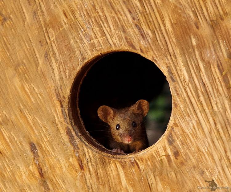 nyfikna mus kikar ut ur ett trähus