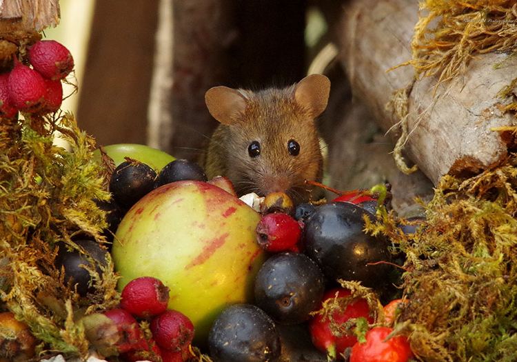 söt mus äter druvor äpplen och bär