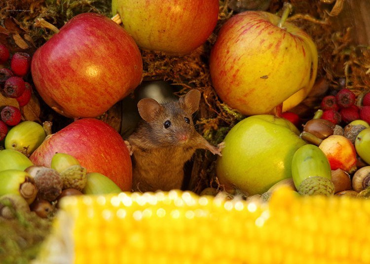 Djurfotografering mus i trädgården äpplen bär majs ekollon