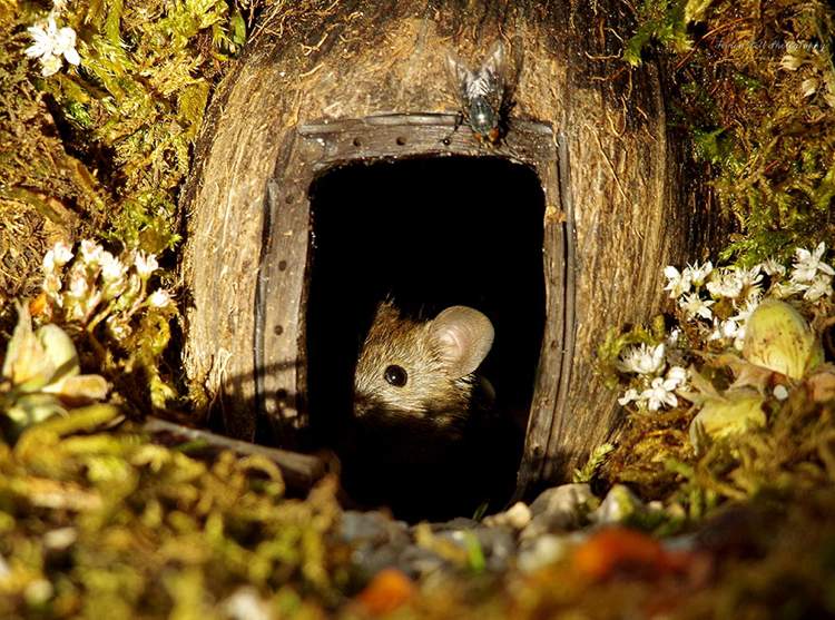 blyg mus gömmer sig i ett av husen