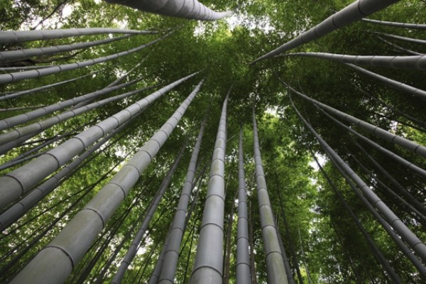 snabba förnybara råvaror bambu produkter hållbar utvecklingsprocess