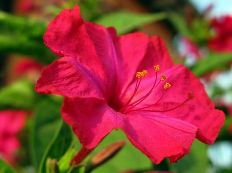 växter-natt-doftande-rosa-mirakel blomma-blomma-damm-dekorera-trädgård-idé