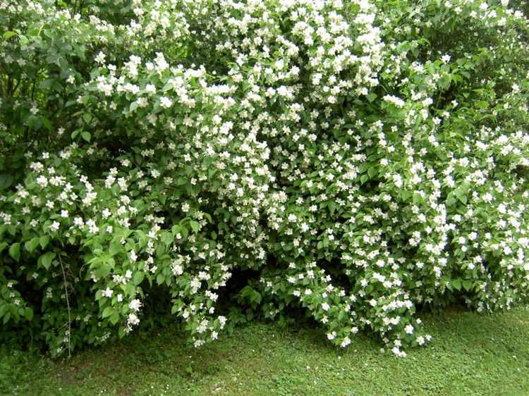 växter-natt-doftande-rör-buske-buske-frodig-blommande-vit-integritetsskydd