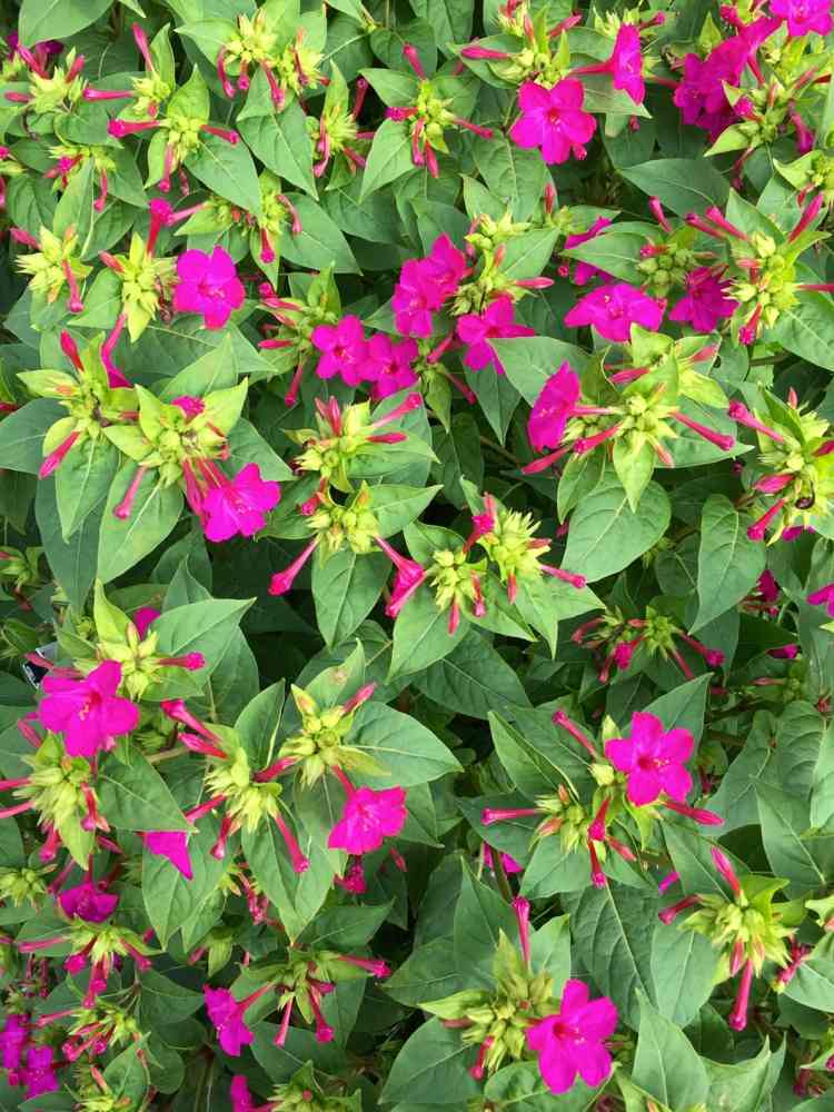växter-natt-doftande-undra-blomma-rosa-blommor-klättring-växt-sekretess-skydd-naturligtvis