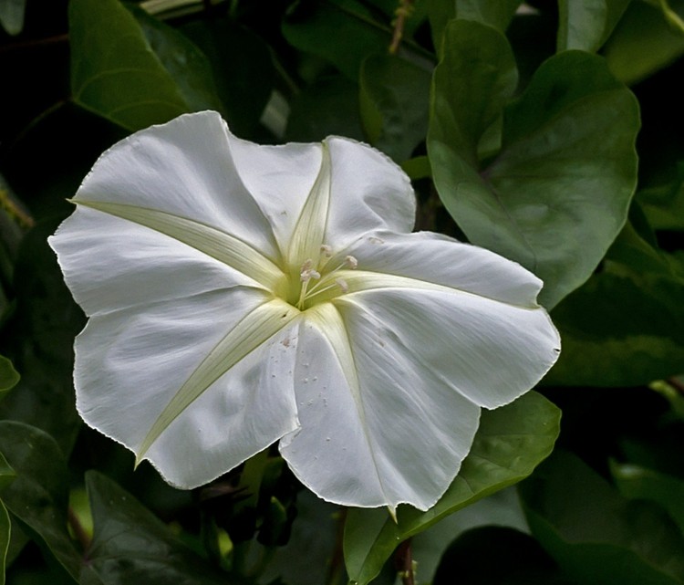 växter-natt-doftande-ipomoea-alba-trädgård-design-idé-vit-blomma