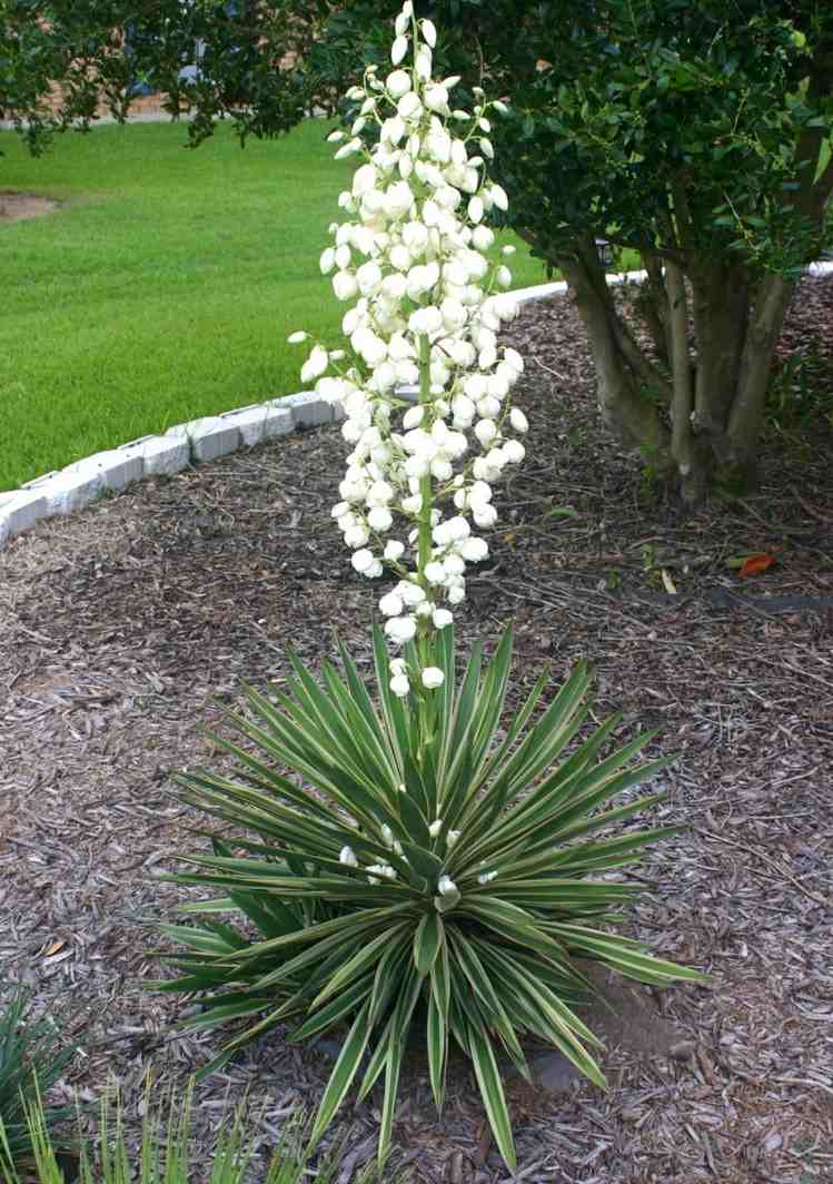 växt-natt-doftande-yucca-medelhavs-exotiska-blomma-vita-svärd-blad