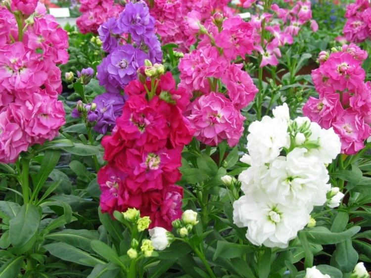 nattdoftande växter trädgård-levkoyefärgade-blommor-årliga-rosa-vita-lila