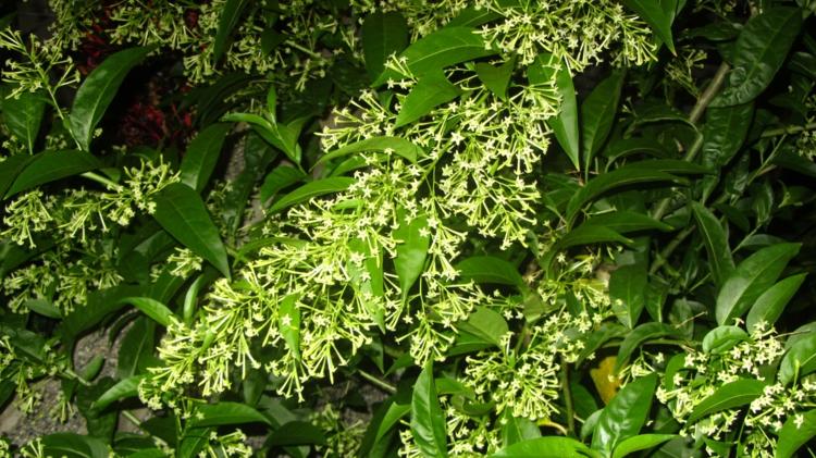 växter-natt-doftande-natt-jasmin-arom-säng-design-trädgård