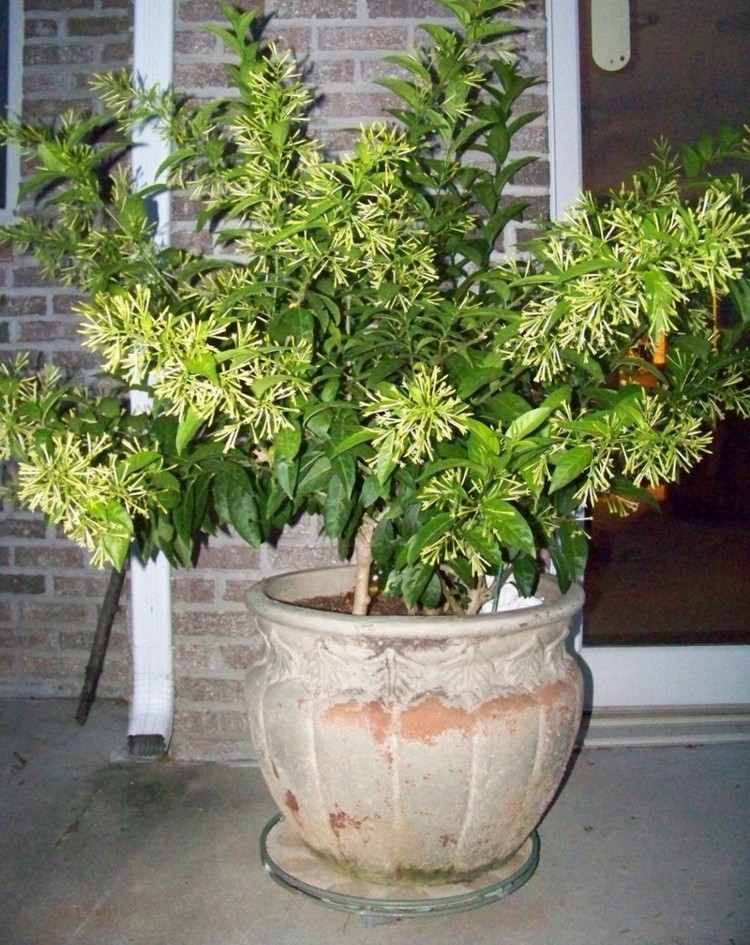 nattblommande växter blommar-natt jasmin-kruka-idé-design-terrass
