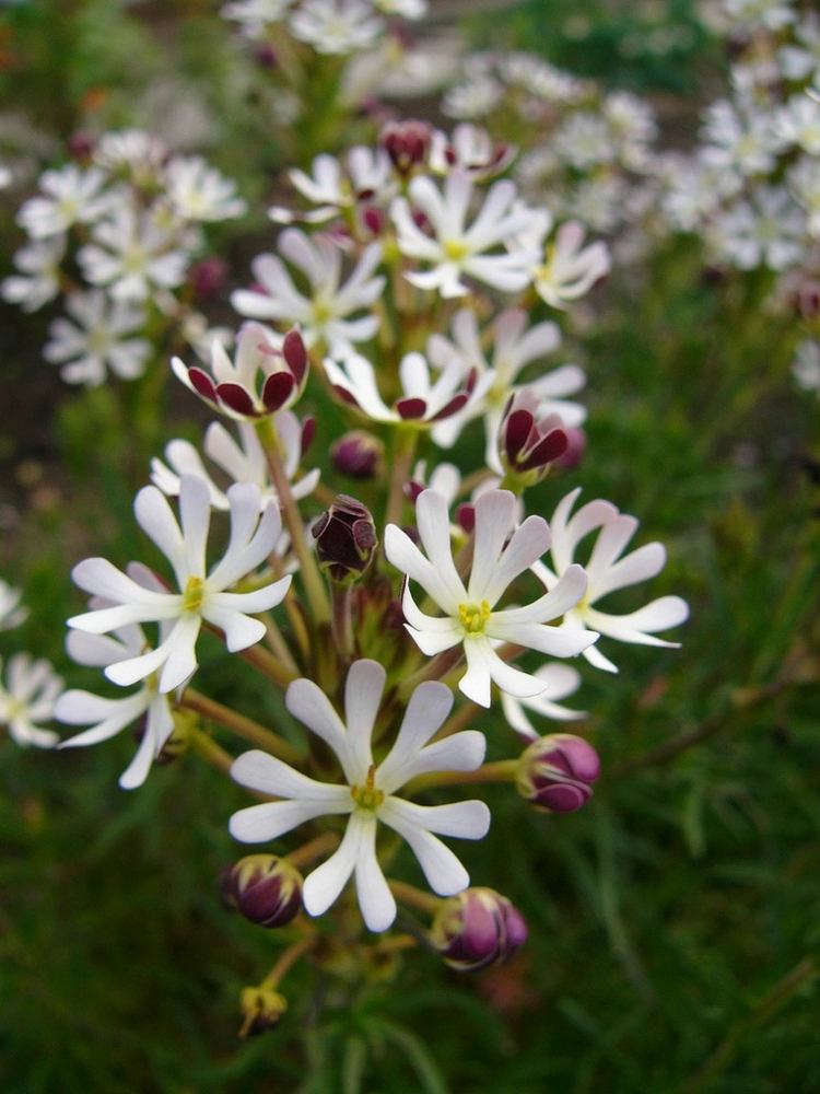 växt-natt-doftande-flox-vit-rosa-midnatt-godis-konst-tips