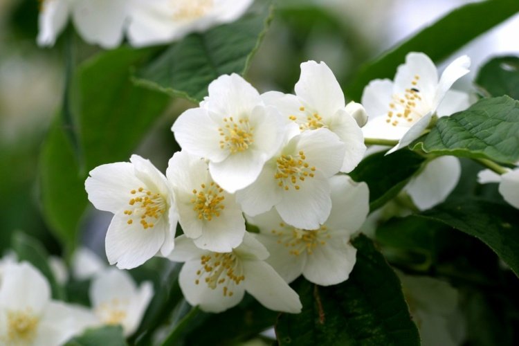 nattdoftande växter av europeiska rör-buskar-vita blommor