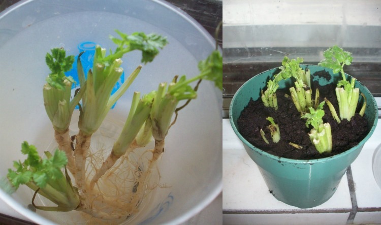 Förnybar-grönsak-vatten-koriander-krukväxt-blom-krukor
