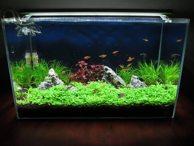 nano-akvarium-uppsättning-instruktioner-fisk-växter-vatten-älskande-landskap-under vattnet