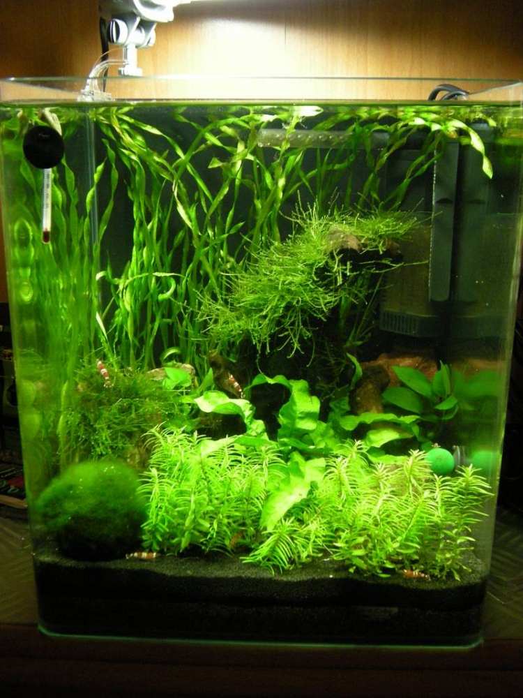 nano-akvarium-uppsättning-instruktioner-vatten-älskande-växter-sand-fisk-undervattens-landskap