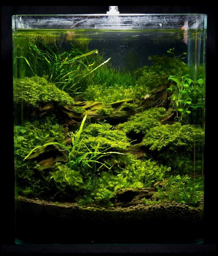 nano-akvarium-uppsättning-instruktioner-vatten-växter-sand-stenar