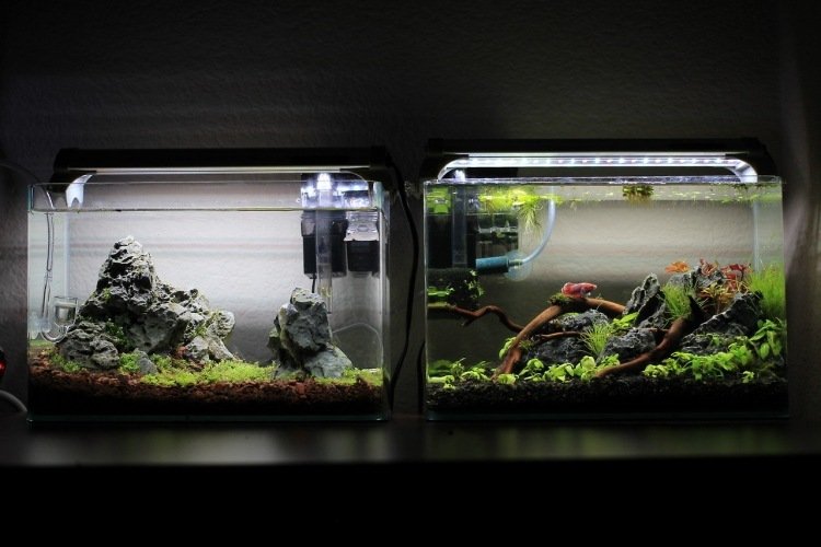 nano-akvarium-uppsättning-instruktioner-två-stenar-växter-vatten-fisk-små