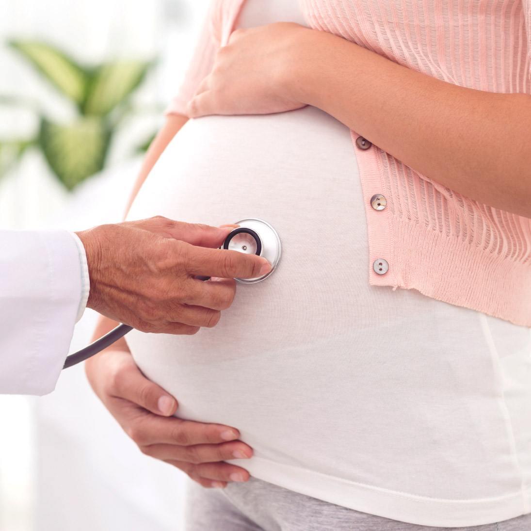 Hosta under graviditeten är inte farligt, men det måste behandlas annorlunda