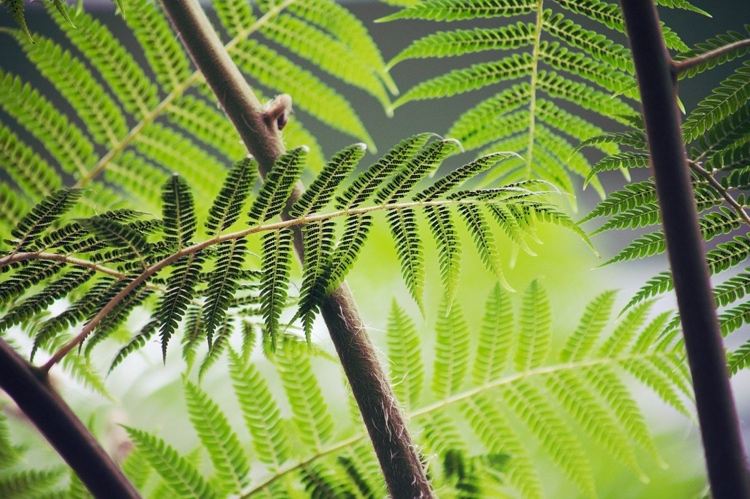 Polypodium leucotomos som ett naturligt solskydd