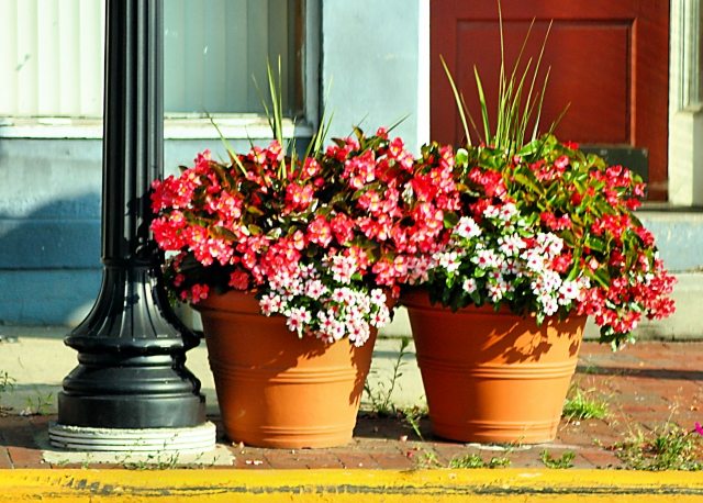 Gödselmedel för trädgården utomhus pryder blommor