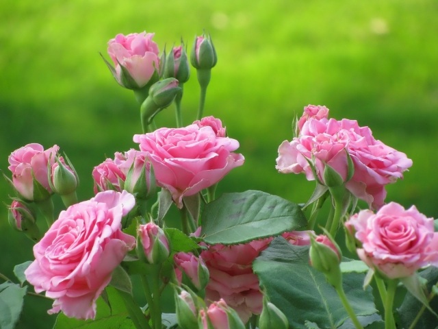 Gödsel för trädgården vackra blommor rosa blommor