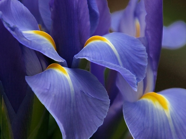 blommor magnifika blå blommor ordentligt vård naturliga medel