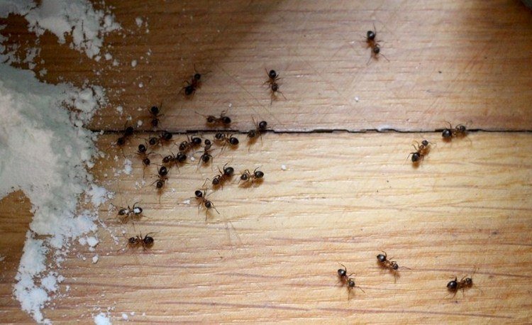 Soda use hushåll mot myror insekter hus (kopia)