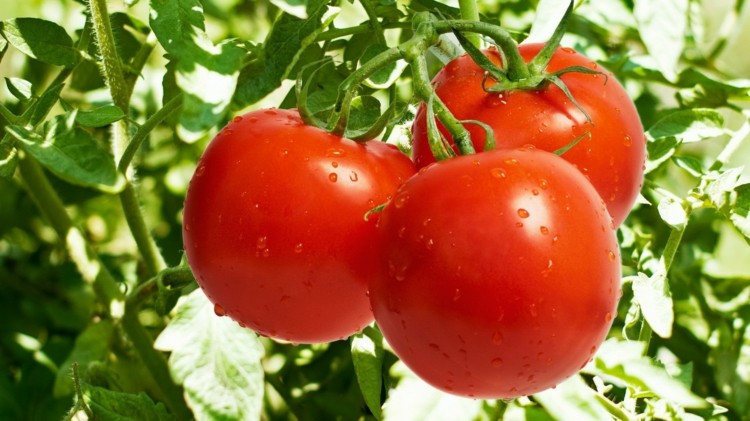 Soda-bake-tomater-söt-röd-trädgård