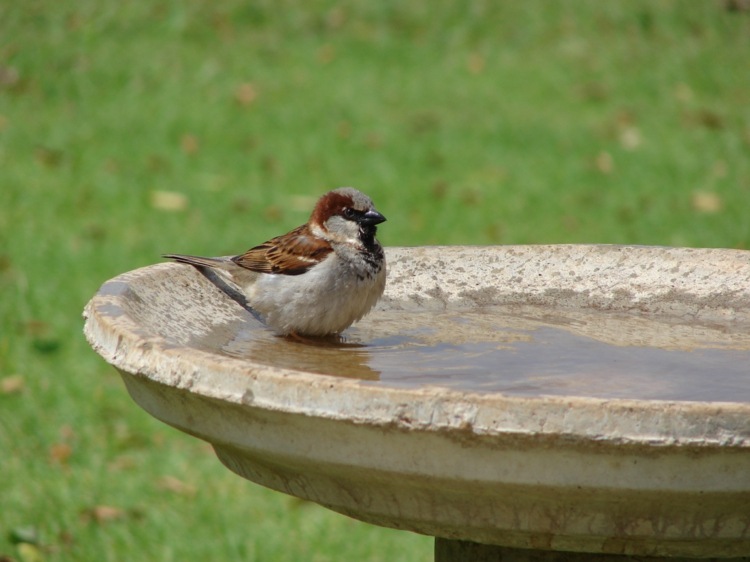 Soda-bakning-fågel bad-rengöring-trädgård-ansökan