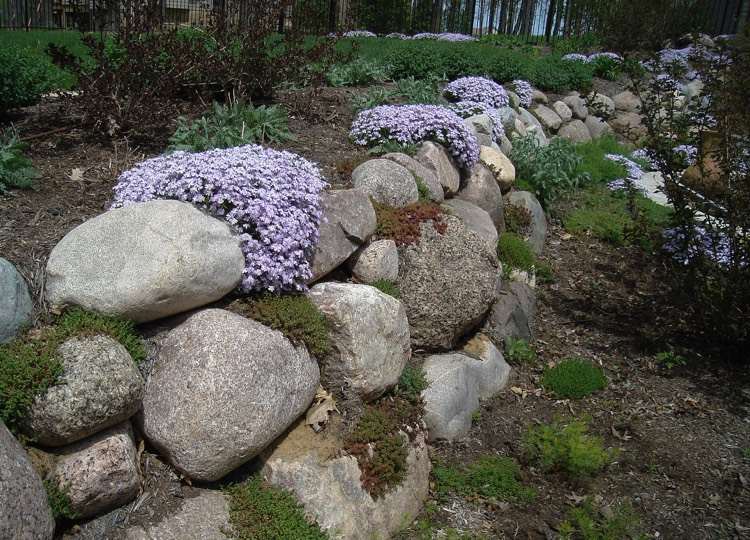 gips-plantering-vägg-krona-flox