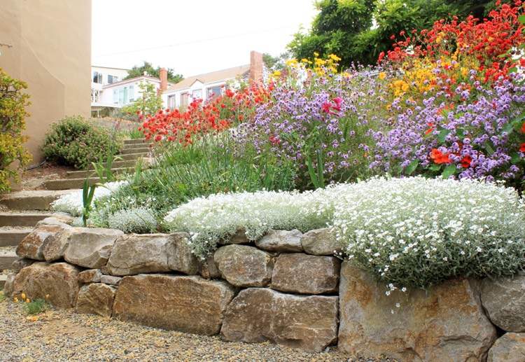 torr stenvägg-plantering-hängande-vägg-krona-filziges-hornwort