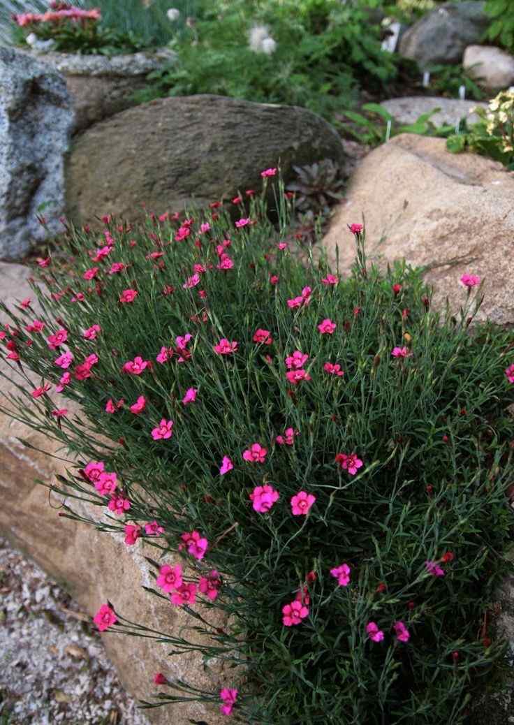 gips-plantering-dianthus-fjäder-nejlika