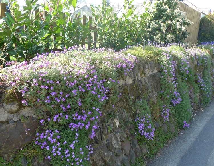 gips-plantering-hängande-blå-kuddar