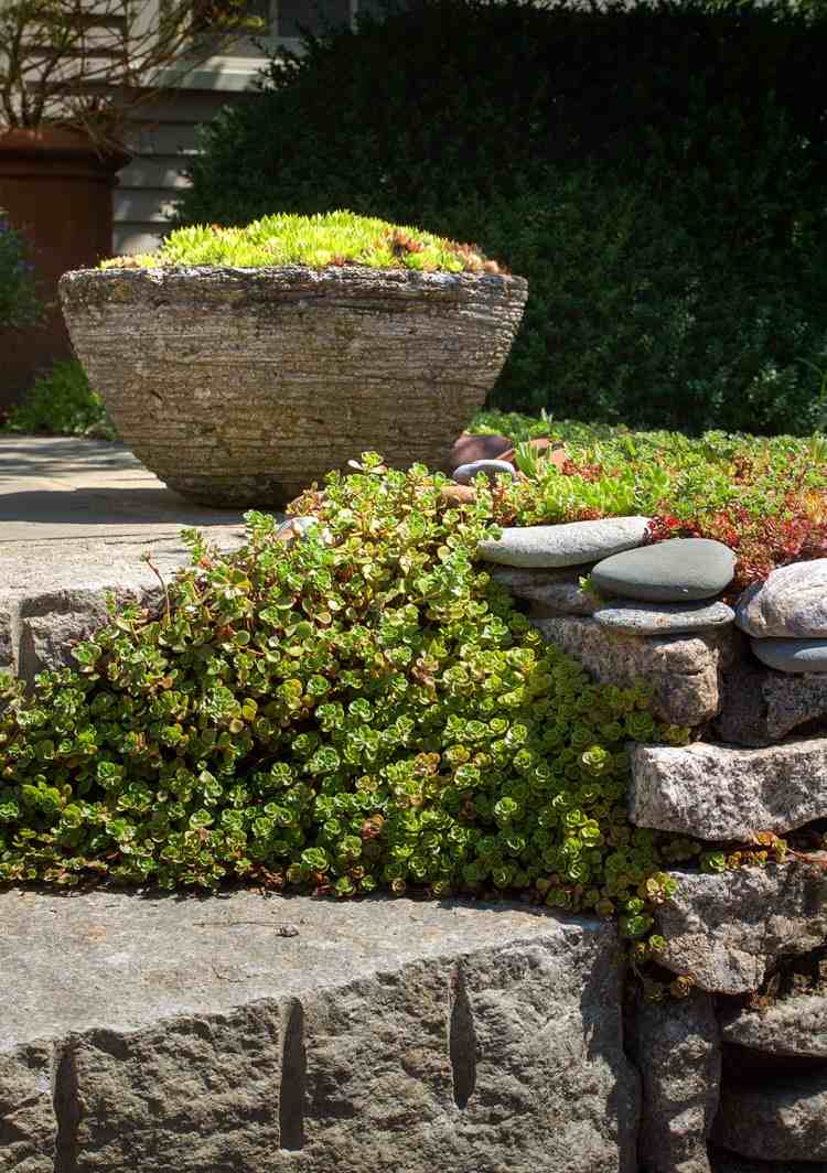 gipsplantering-huskök-Sempervivum