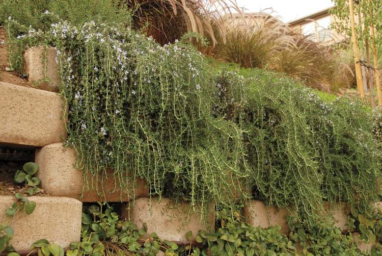 gipsplantering-Rosmarinus-officinales-Huntington-matta
