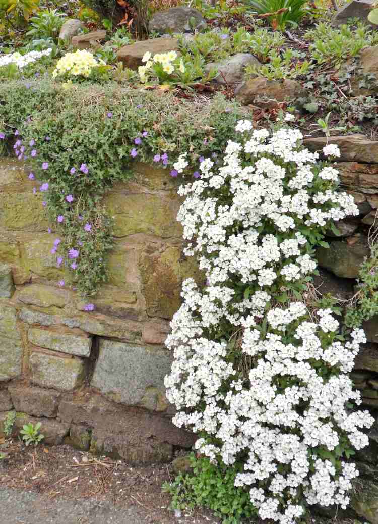 gips-plantering-hängande-växter-kaukasiska-rockcress-snö cap-vit