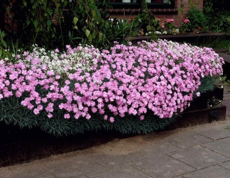 nejlikor-trädgård-växter-häck-idé-låg-dianthus-plumarius-rosa-vit