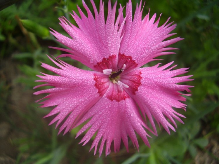 nejlika-trädgård-växter-vår-nejlika-dianthus-plumarius-tattered-look-blossom-rosa