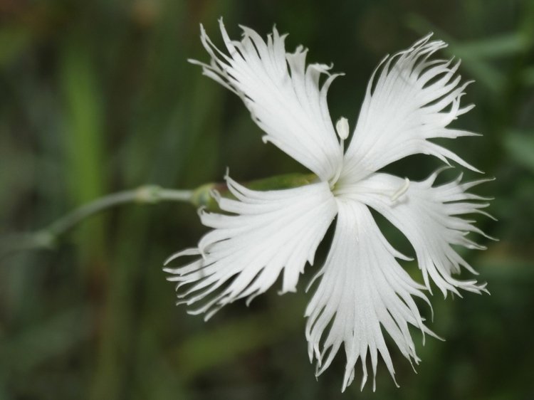 nejlikor-trädgård-växter-vit-blomma-dianthus-plumarius-grönska