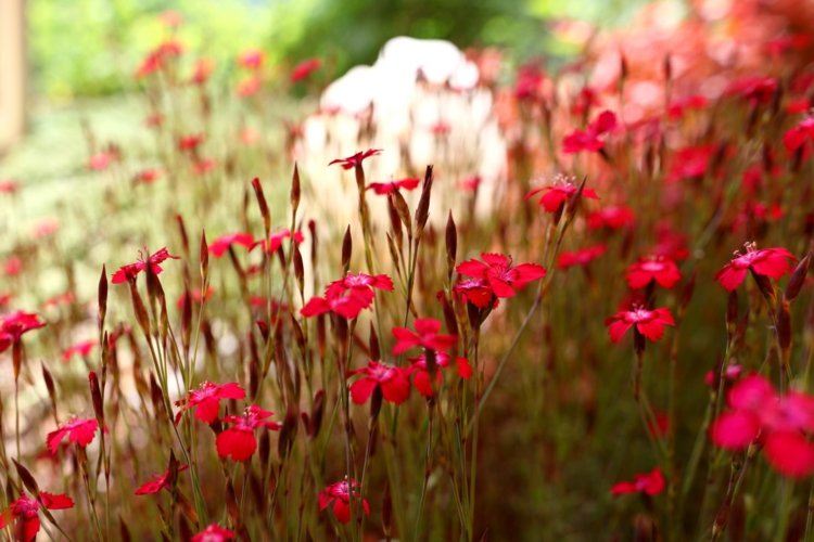 nejlika-trädgård-växter-dianthus-deltoides-röd-blomma-öm