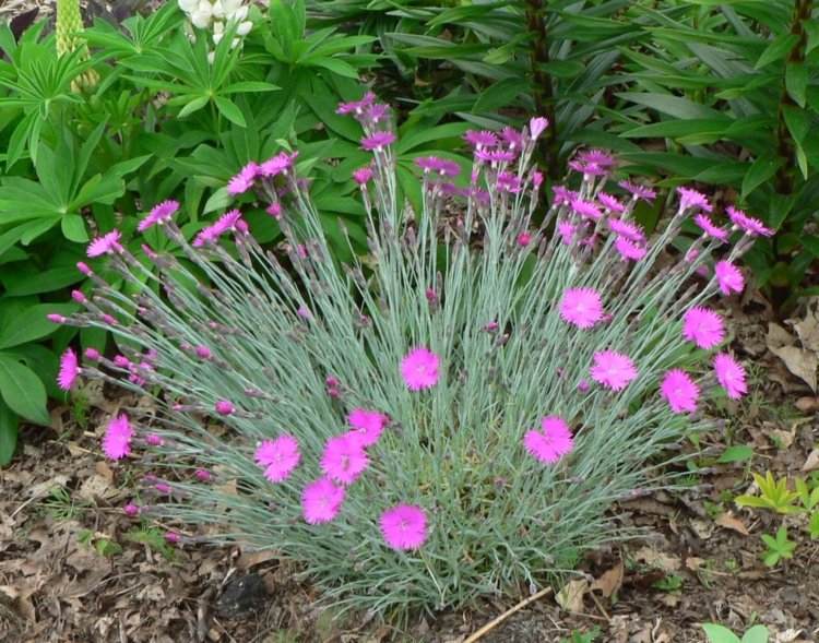 nejlika-trädgård-växter-dianthus-gratianopolitanus-paradis-landskap