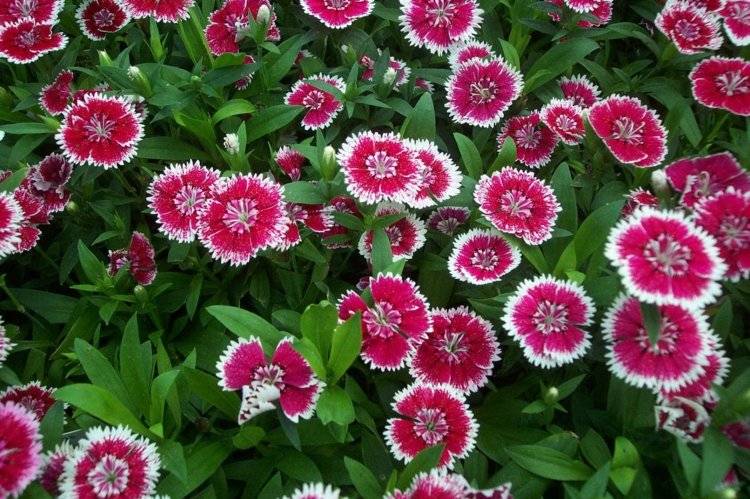 nejlikor-trädgård-växter-dianthus-chinensis-rosa-vit-kant-taggad-bluetenblaetter-Kina