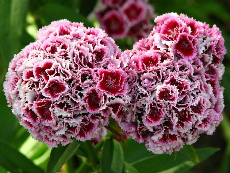 nejlikor-trädgård-växter-dianthus-barbatus-frodiga-blommor-prakt-rosa-lila