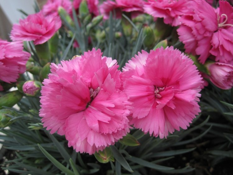 nejlika-trädgård-växter-dianthus-caryophyllus-bueschig-sort-rosa-färg-romantisk