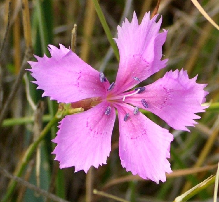 Nejlika-trädgård-växter-dianthus-caryophyllus-rosa-tandade-blomma-löv